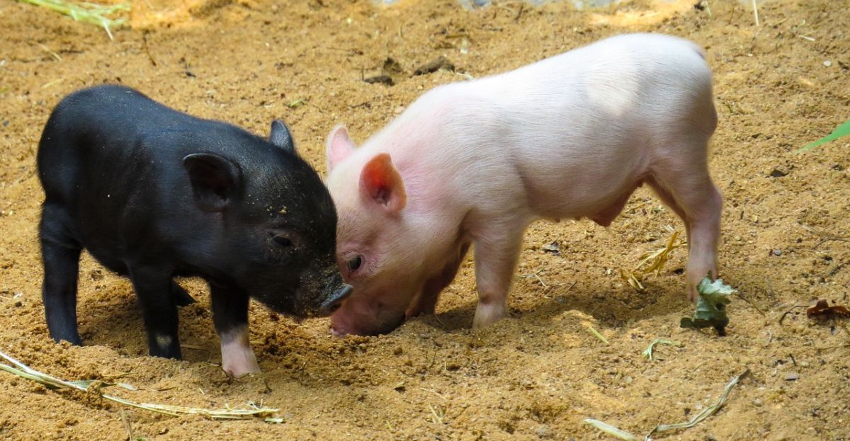 Grandes avances en la posibilidad de trasplantar órganos de cerdos en personas.