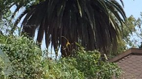 El incidente fue a la hora del recreo cuando los menores estaban jugando afuera. (@jeffnguyen)