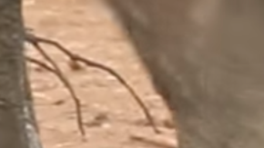 Elefante en peligro es rescatado por la manada adulta.