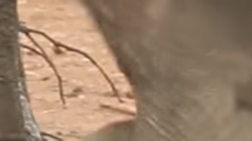 Elefante en peligro es rescatado por la manada adulta.