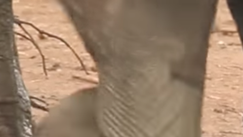 Elefante en peligro es rescatado por la manada adulta.