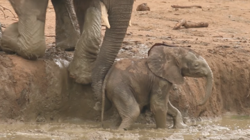 Elefante en peligro es rescatado por la manada adulta.