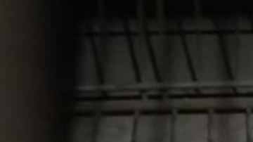 Cachorro de bengala incautado en la frontera.