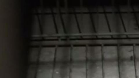 Cachorro de bengala incautado en la frontera.
