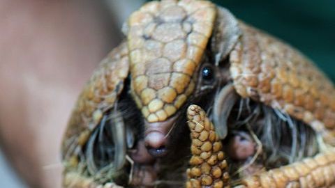 Armadillo