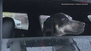 El perro encontrado en las calles de Houston es bautizado como el Huracán que lo separó de su familia.