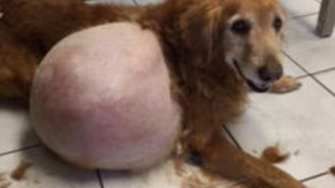 Henry tenía un tumor de 46 libras.