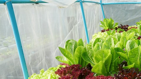 El cultivo hidropónico no es una nueva técnica y existen estudios al respecto que datan de 1627.
