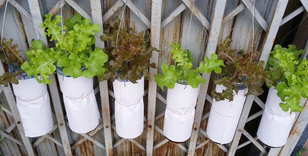 El jardín hidropónico sí es posible - La Opinión