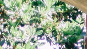 Samba Society se presenta en el Ford Theater mañana viernes.