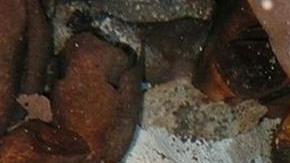 Identificado recientemente como una nueva especie a la que se nombró científicamente como Xibalbaonyx oviceps