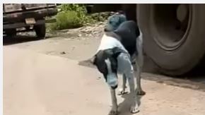Perros azules