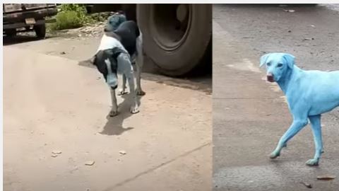 Perros azules