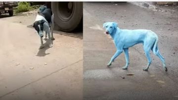 Perros azules