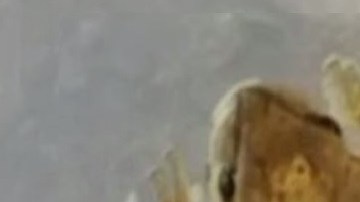 "Lucky" la rana, según Becky Garfinkel, estaba dentro de la caja de lechuga.