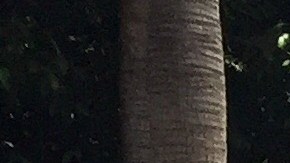 Vecinos claman a favor de control del alquiler en el este de Los Ángeles.