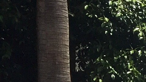 Vecinos claman a favor de control del alquiler en el este de Los Ángeles.