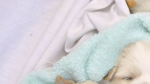 Tus viejas toallas pueden convertirse en una abrigada cama para los perritos del refugio
