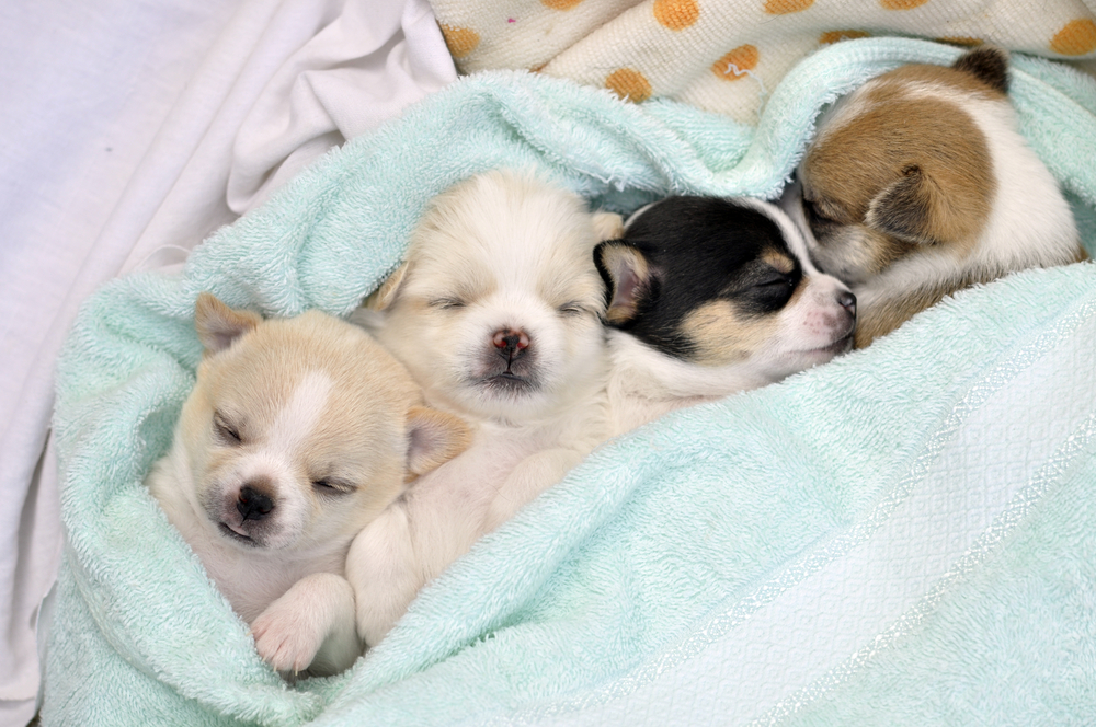 Tus viejas toallas pueden convertirse en una abrigada cama para los perritos del refugio