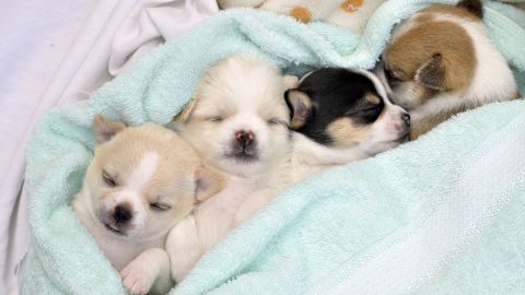 Tus viejas toallas pueden convertirse en una abrigada cama para los perritos del refugio