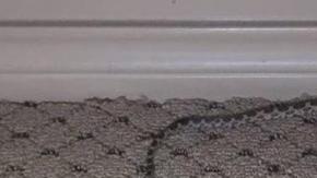 Serpiente camuflada en comisaría de policía