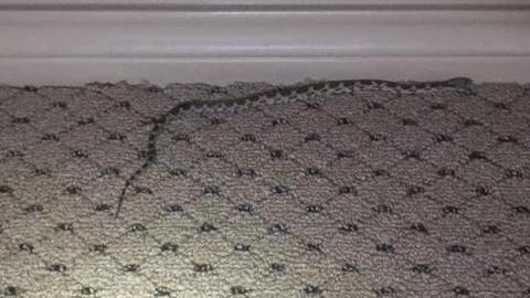 Serpiente camuflada en comisaría de policía