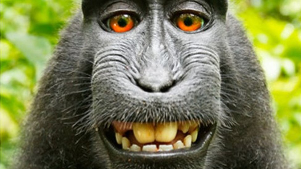 PETA sostuvo que esta foto es de una hembra llamada Naruto pero Slater afirmó que que se trataba de un macaco macho diferente.