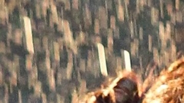 Selena Gomez y Timothee Chalamet conforman parte del elenco de la nueva cinta de Woody Allen.