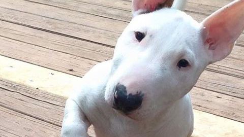 El Bull Terrier es uno de los animales más cariñosos y protectores.