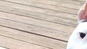 El Bull Terrier es uno de los animales más cariñosos y protectores.