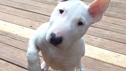 El Bull Terrier es uno de los animales más cariñosos y protectores.