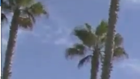 'Chicken Don' acude a diferentes protestas anti-Trump