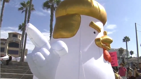 'Chicken Don' acude a diferentes protestas anti-Trump