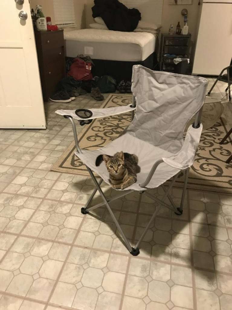 Gatito aventurero se cuela en casa desconocida y esperan al que espera sea su dueño.