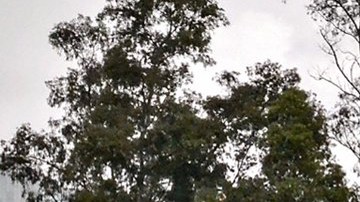 Jugadores del América se unen en el centro del campo para rezar por las víctimas del sismo