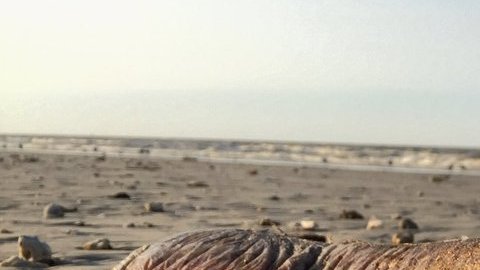 La extraña criatura con sus grandes y afilados dientes, fue encontrada en una playa de Texas.