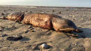 La extraña criatura con sus grandes y afilados dientes, fue encontrada en una playa de Texas.