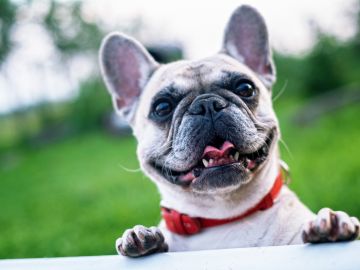 Comportamiento de las mascotas