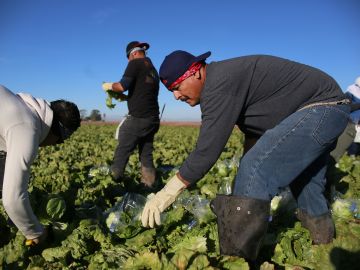 Los trabajadores del campo fueron una de las poblaciones en el condado de San Joaquín en las que se enfocaron las campañas de vacunación de covid. (Getty Images)