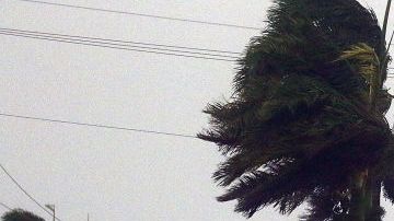 Palmas pierden hojas en Boca Ratón por la fuerza de Irma.  Marc Serota/Getty Images