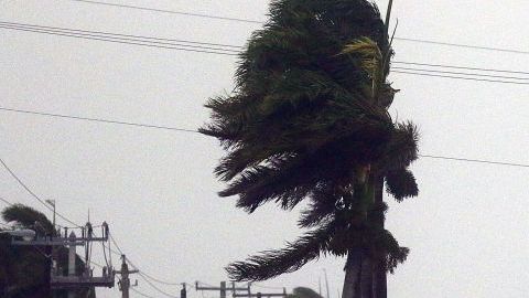 Palmas pierden hojas en Boca Ratón por la fuerza de Irma.  Marc Serota/Getty Images
