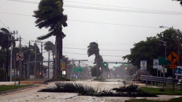 Palmas pierden hojas en Boca Ratón por la fuerza de Irma.  Marc Serota/Getty Images