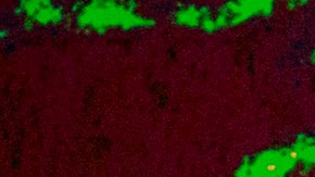 Trump limitó a 50,000 el número de refugiados que pueden entrar anualmente en EEUU