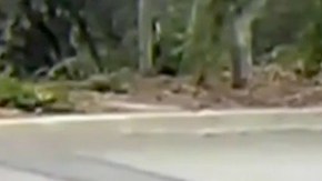 Imágenes muestran al ciervo huyendo tras ser disparado en Monrovia