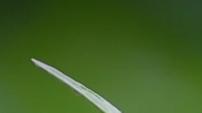 planta-agua