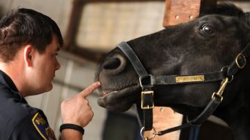 La policía de Baltimore ha recibido una donación para adquirir un caballo.