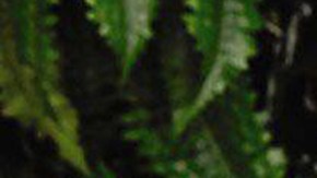 Sofia Vergara es la actriz mejor pagada en Estados Unidos.