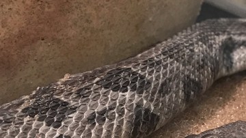La serpiente cascabel de dos cabezas que un hombre halló en Arkansas.