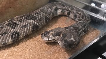 La serpiente cascabel de dos cabezas que un hombre halló en Arkansas.