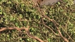 La hermana Margaret Ann limpia los árboles derribados por el huracán en su escuela.